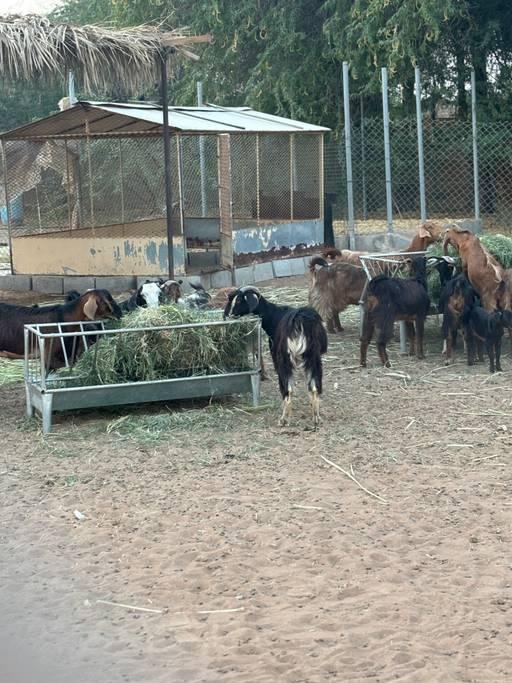 25-Acre Farm Haven with Animals, Gardens & Endless Creative Backdrops โ photo 11