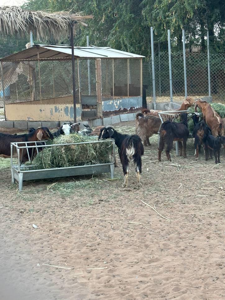 25-Acre Farm Haven with Animals, Gardens & Endless Creative Backdrops โ photo 11